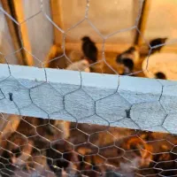 جوجه بومی دورگه