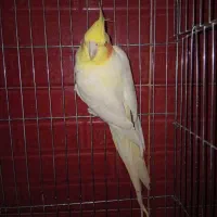 عروس هلندی نر