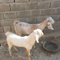 بز و کهره نر. بردخون