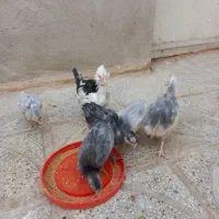 جوجه
