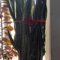 گل سانسوریا