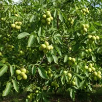 فرصت محدودسود نامحدودنهال گردوی خاص فقط امروز|گل و گیاه طبیعی|آباده, |دیوار