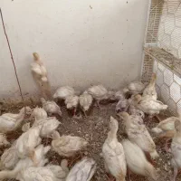 جوجه بوقلمون بیوتی گوشتی|حیوانات مزرعه|بهشهر, |دیوار