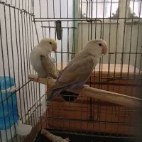 کوتوله برزیلی