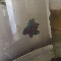 فایتر ماهی جنگجو  همراه بچه هایش