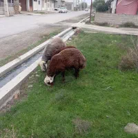 دوعددتوقلی|حیوانات مزرعه|سیمین شهر, |دیوار