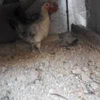 یک عدد مرغ یک ساله تخم گذار