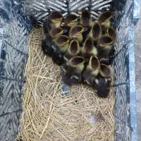 جوجه اردک اسرائیلی