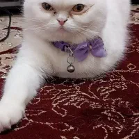 گربه اسکاتیش فولد