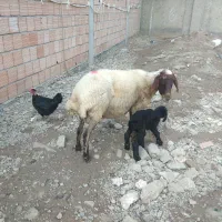 میش به همراه بره ماده|حیوانات مزرعه|علی‌آباد کتول, |دیوار
