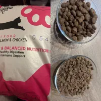 غذای خشک حمایتی گربه