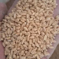 بذر مادره گندم طلایی