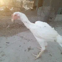 خروس و بوقلمون|حیوانات مزرعه|تخت, |دیوار