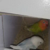 یک جفت کوتوله برزیلی آماده