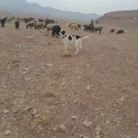 گله گرد و همه چی تمام|سگ|سلفچگان, |دیوار