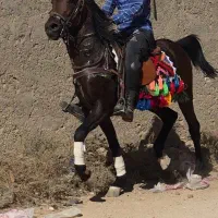 اسب کره ۲سال