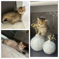 گربه بریتیش ماده