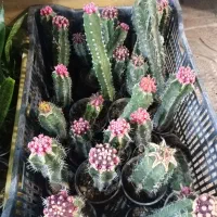 حراج گل آپارتمانی