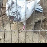 کبوتر بازی دار