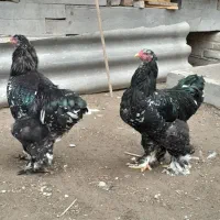 فروش دوعددخروس برهمابلک متلد|حیوانات مزرعه|گمیشان, |دیوار