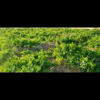 باغ انگور|فروش دفتر صنعتی، کشاورزی، تجاری|دشتابی, |دیوار