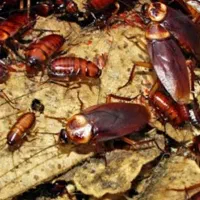 سم پاشی موریانه وسوسک با ضمانت نامه کتبی(حسنوند)|خدمات نظافت|خرمآباد, |دیوار