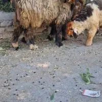 میش وبره ماده اصلی|حیوانات مزرعه|شوشتر, |دیوار