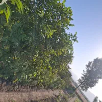 فروش نهال گردو