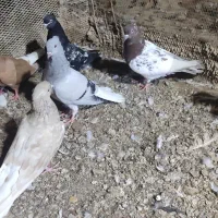 کبوتر رنگی|پرنده|شوشتر, |دیوار