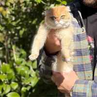 اسکاتیش گلد ماده