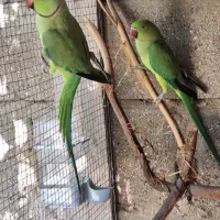 طوطی