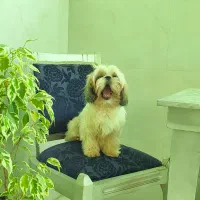 شیتزو سوپر فلت