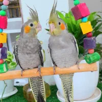 عروس هلندی دستی تازه دونخور.   بوشهر