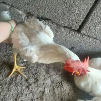 جوجه خروس ۴،۵ ماهه