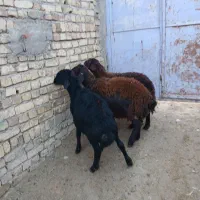 سلام3عددبره نر قره قزل وافشار