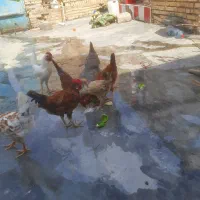 مرغ و نیمچه مرغ و خروس