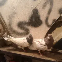 یه جفت کله قرمز