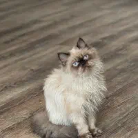 گربه ماده واگذار میشود