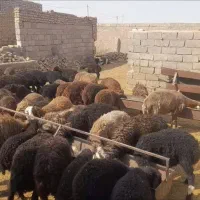 بره پای پروار جنس دار