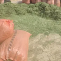 فروش کاه و یونجه تحویل درب دامداری