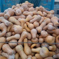 کدو درجه 1و2 همه روزه ارسال به تمام نقاط کشور|خوردنی و آشامیدنی|تربت جام, امام|دیوار