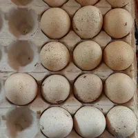 تخم بوقلمون بیوتی