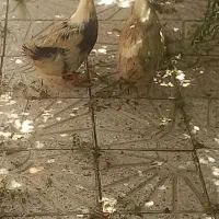 دو عدد ارک ۴ ماهه