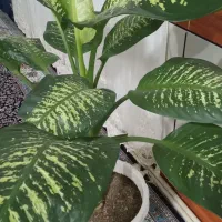 ۴گل دلفین به فروش می رسد