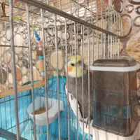 عروس هلندی نر سینامون سرحال|پرنده|ماسال, |دیوار