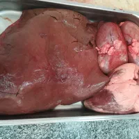 جگر قلوه دل شتر / پخش عمده