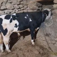 گوساله نر|حیوانات مزرعه|سارال, |دیوار