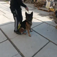 سگ ژرمن  باهوش|سگ|کهریزک, |دیوار