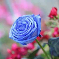 خرید بشر دوستانه