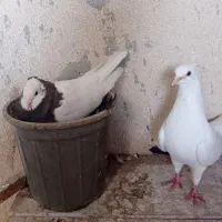 یک جفت کبوتر با جوجه هاشون
